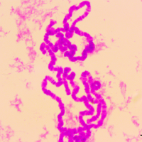 Cromosoma gigante glandula salival 40x 1